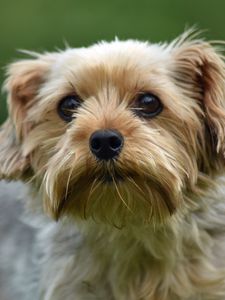 Preview wallpaper dog, glance, pet, wool, cute