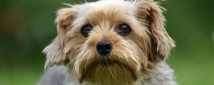 Preview wallpaper dog, glance, pet, wool, cute