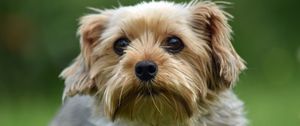 Preview wallpaper dog, glance, pet, wool, cute