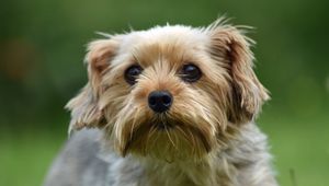 Preview wallpaper dog, glance, pet, wool, cute