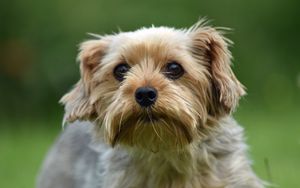 Preview wallpaper dog, glance, pet, wool, cute