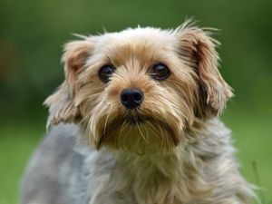 Preview wallpaper dog, glance, pet, wool, cute