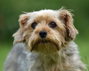 Preview wallpaper dog, glance, pet, wool, cute
