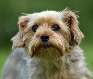Preview wallpaper dog, glance, pet, wool, cute