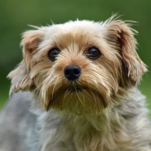 Preview wallpaper dog, glance, pet, wool, cute