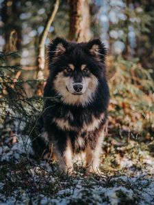 Preview wallpaper dog, glance, pet, fluffy