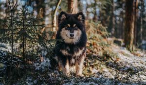 Preview wallpaper dog, glance, pet, fluffy