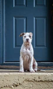 Preview wallpaper dog, glance, pet, funny, door