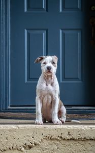 Preview wallpaper dog, glance, pet, funny, door