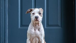 Preview wallpaper dog, glance, pet, funny, door