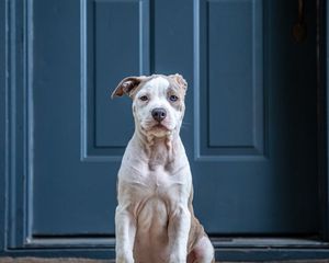 Preview wallpaper dog, glance, pet, funny, door