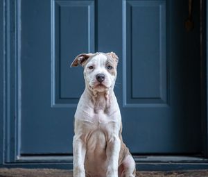 Preview wallpaper dog, glance, pet, funny, door