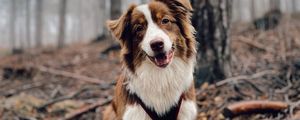 Preview wallpaper dog, glance, pet, brown, white