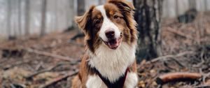 Preview wallpaper dog, glance, pet, brown, white