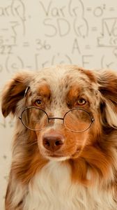 Preview wallpaper dog, glasses, background