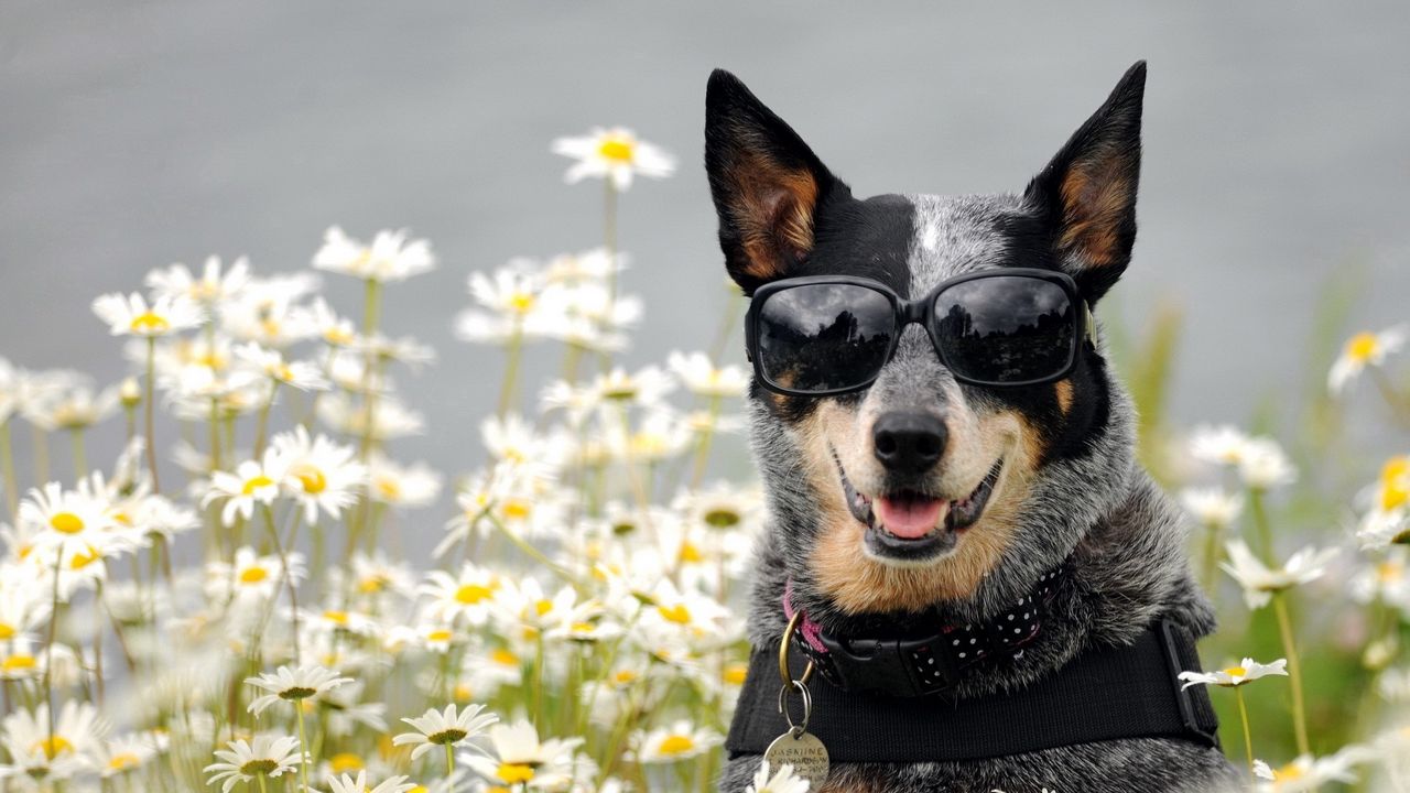 Wallpaper dog, glasses, face, flowers