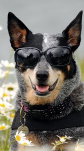 Preview wallpaper dog, glasses, face, flowers