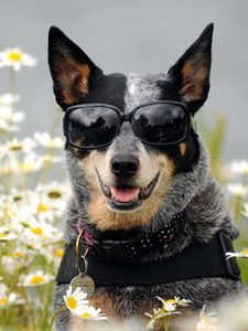 Preview wallpaper dog, glasses, face, flowers