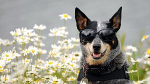 Preview wallpaper dog, glasses, face, flowers
