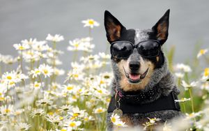 Preview wallpaper dog, glasses, face, flowers