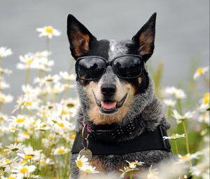 Preview wallpaper dog, glasses, face, flowers