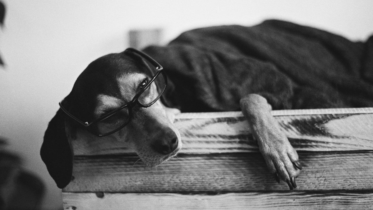Wallpaper dog, glasses, plaid, pet, funny, black and white