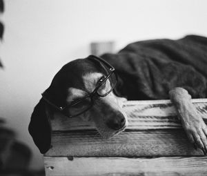 Preview wallpaper dog, glasses, plaid, pet, funny, black and white