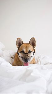 Preview wallpaper dog, glasses, protruding tongue, funny, pet, animal