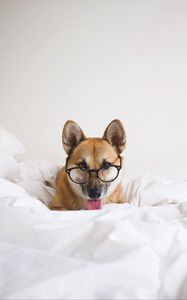 Preview wallpaper dog, glasses, protruding tongue, funny, pet, animal