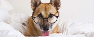 Preview wallpaper dog, glasses, protruding tongue, funny, pet, animal