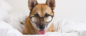 Preview wallpaper dog, glasses, protruding tongue, funny, pet, animal