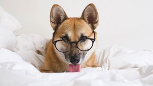 Preview wallpaper dog, glasses, protruding tongue, funny, pet, animal