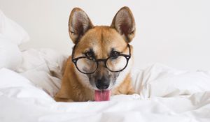 Preview wallpaper dog, glasses, protruding tongue, funny, pet, animal