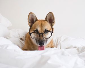 Preview wallpaper dog, glasses, protruding tongue, funny, pet, animal