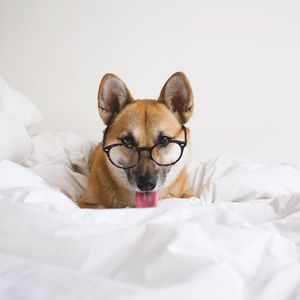 Preview wallpaper dog, glasses, protruding tongue, funny, pet, animal