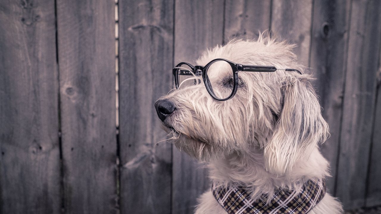 Wallpaper dog, glasses, scarf