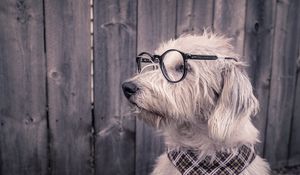 Preview wallpaper dog, glasses, scarf