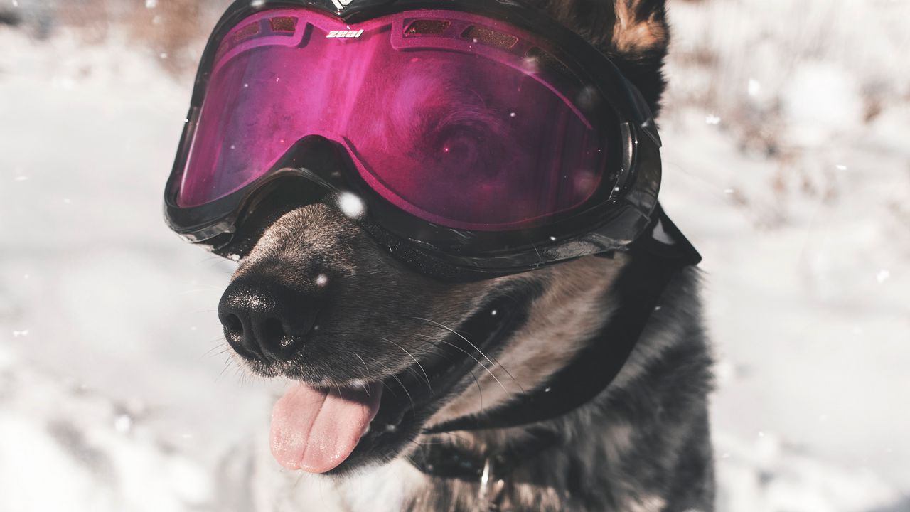 Wallpaper dog, glasses, winter, funny, stylish