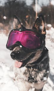 Preview wallpaper dog, glasses, winter, funny, stylish