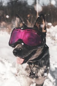 Preview wallpaper dog, glasses, winter, funny, stylish