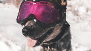 Preview wallpaper dog, glasses, winter, funny, stylish