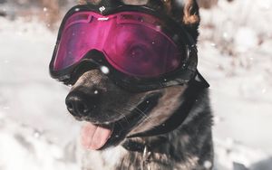 Preview wallpaper dog, glasses, winter, funny, stylish