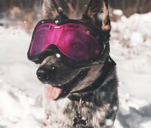 Preview wallpaper dog, glasses, winter, funny, stylish