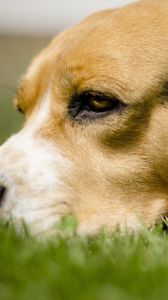 Preview wallpaper dog, grass, anticipation, eyes, face