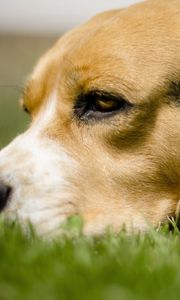 Preview wallpaper dog, grass, anticipation, eyes, face