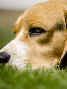 Preview wallpaper dog, grass, anticipation, eyes, face