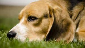 Preview wallpaper dog, grass, anticipation, eyes, face