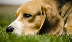 Preview wallpaper dog, grass, anticipation, eyes, face