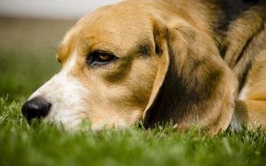 Preview wallpaper dog, grass, anticipation, eyes, face