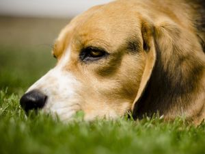 Preview wallpaper dog, grass, anticipation, eyes, face